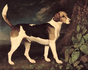 Ringwood, un Brocklesby Foxhound, 1792